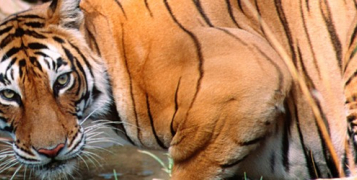 Couleurs et tigres du Rajasthan