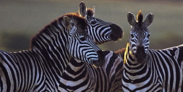 Safari Kenya horizon