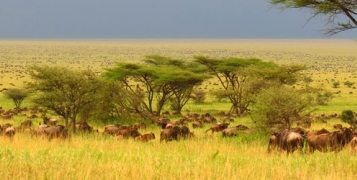 Safari Swala Tanzanie