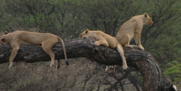 Tanzanie Simba Serena safari