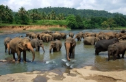 Sri Lanka, l'île émeraude