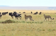 Safari Karibuni Ndefu