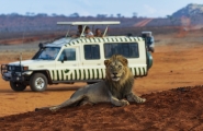Safari Karibuni classic
