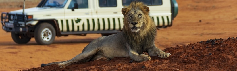 Safari Privé du Masai Mara à l'Océan Indien