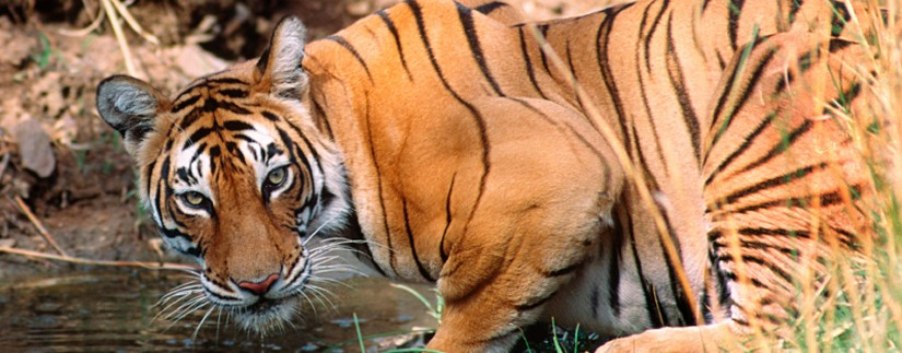 Couleurs et tigres du Rajasthan