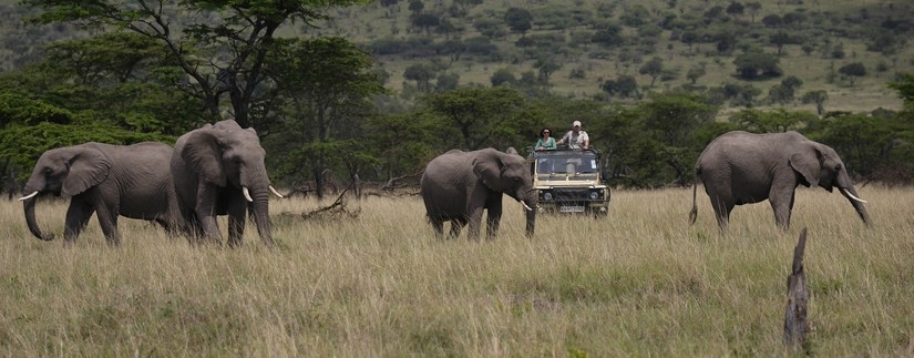 Safaris Tanzanie